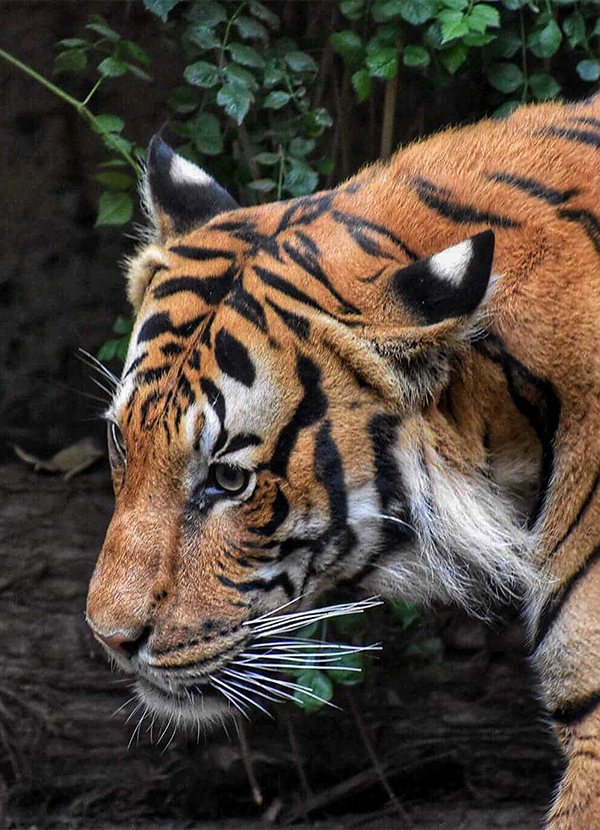 Open gypsy on a forest track in Sariska Tiger Reserve