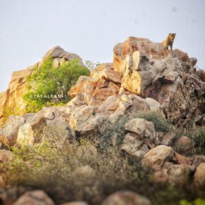 Langurs on the ridge rocks