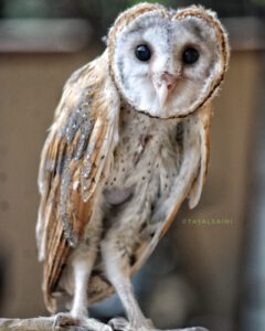 Barn owl