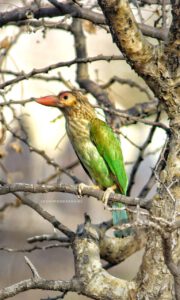 Bee-eater