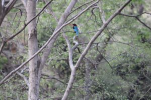 Indian roller