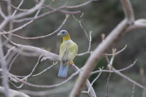 Bird of the Aravallis