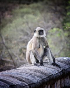 Grey langur