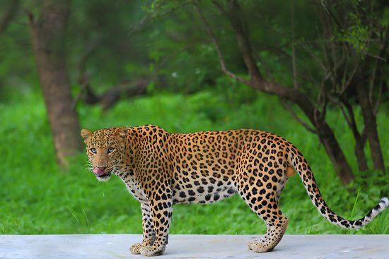 Leopard in the Aravalli scrub