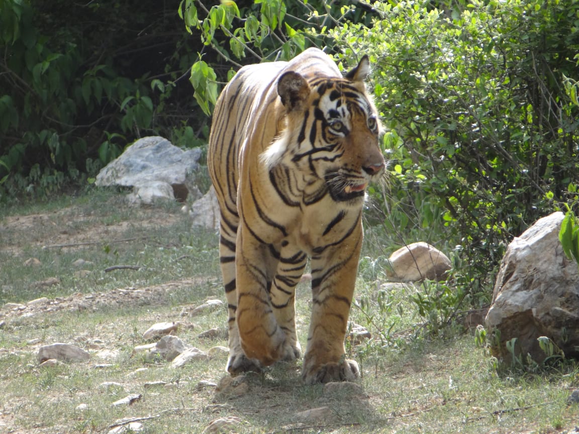 Tiger in the reserve