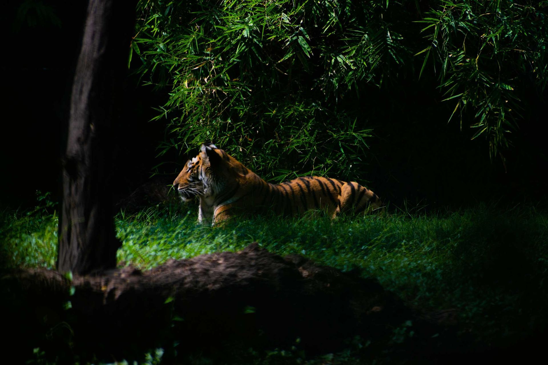 Tiger at dusk