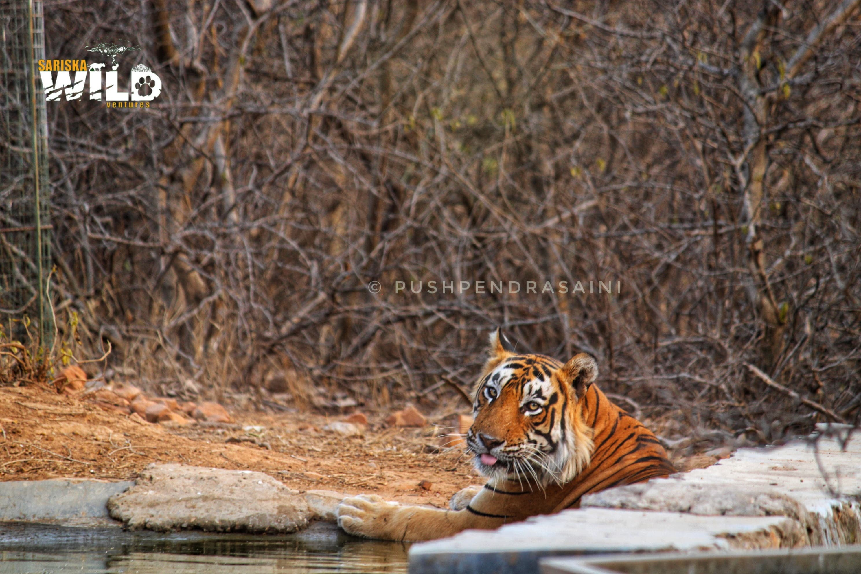 Tiger at a water point
