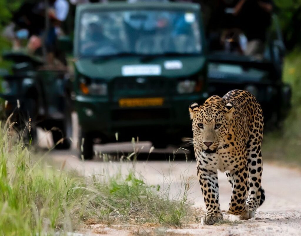 Leopard crossing ahead of a gypsy