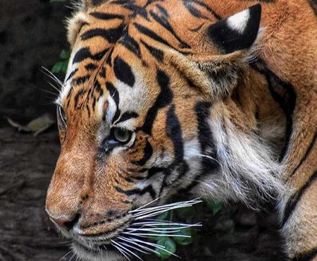 Tiger, Sariska Tiger Reserve