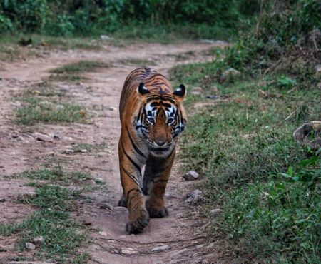 Tiger on a forest track