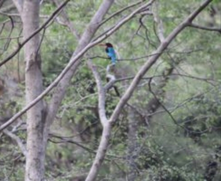 Birdlife in the reserve